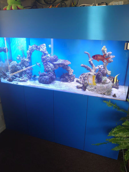 Reef Tank Diary - Part 8