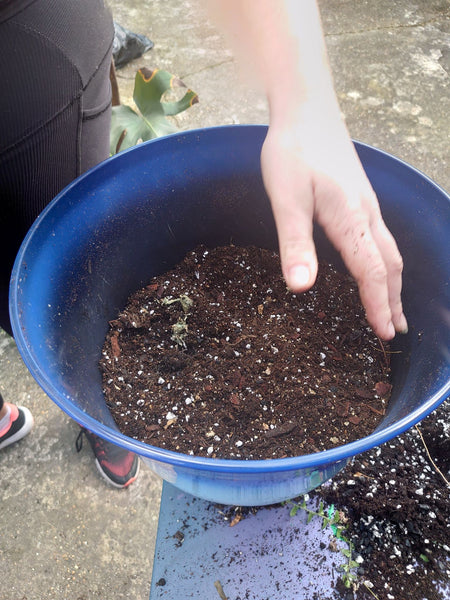 How to Repot Houseplants - Potting On With Rootscape - Boston Fern