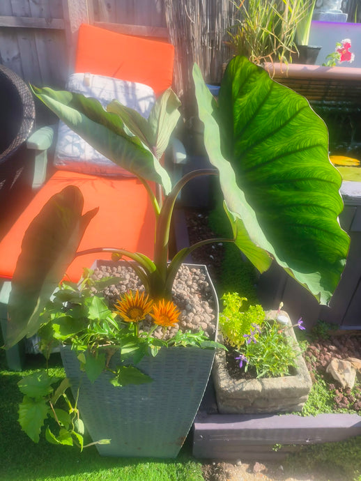 Update July Elephant Ears Taro Colocassia Plants UK