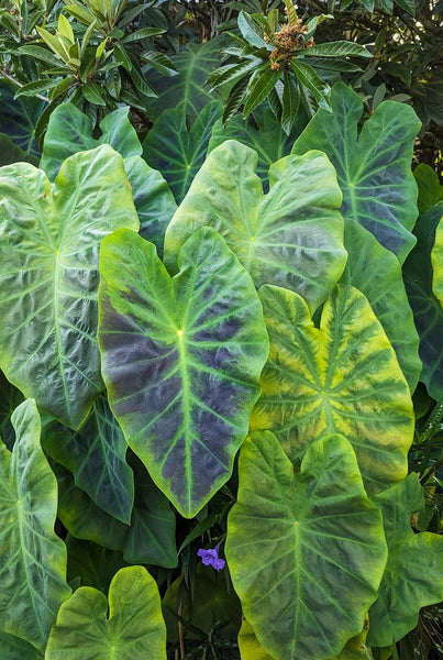 Project Taro - Colcasia Elephants Ear Plants - UK