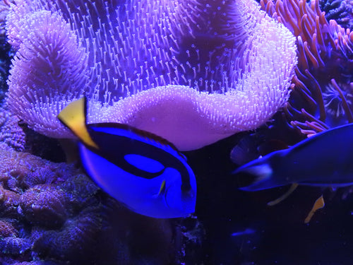 Marine Fish - blue tang