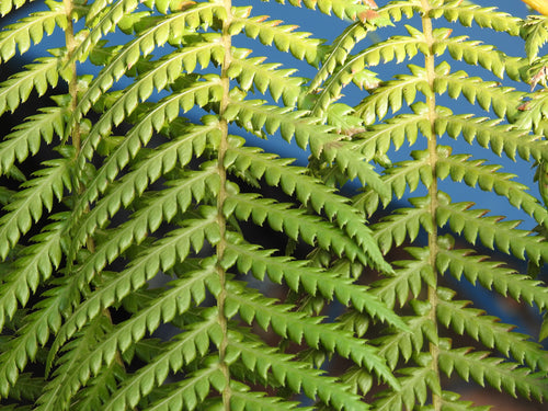 Fern Leaves