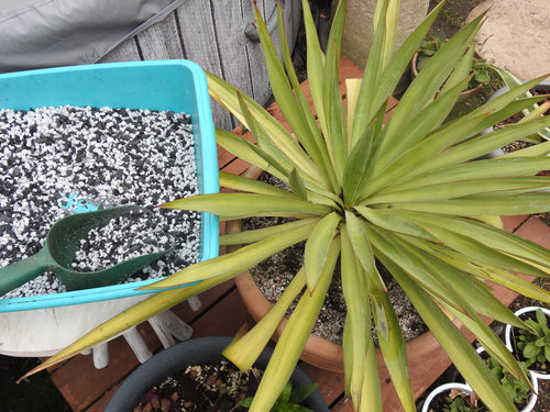 Yucca Plant Soil Amendment