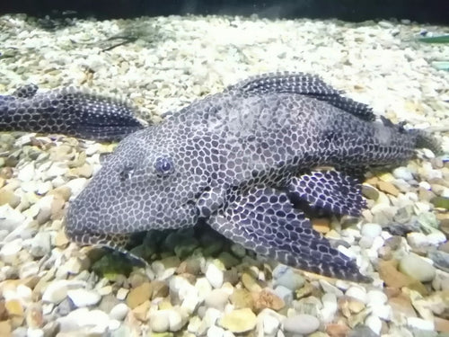 Pleco Catfish UK