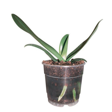 Teku orchid pot